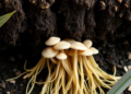 Hidden Fungus Rewires Rice Root Chemistry to Summon Nitrogen-Fixing Bacteria