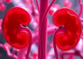 NF-κB/Atg5 Axis Linked to Treg Dysfunction in Kidney Antibody-Mediated Rejection