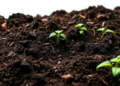 Biochar stores more soil carbon in nitrogen-poor soils, global analysis finds