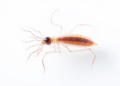Minimalist Phage Ptero Reveals the Bare Essentials of Bacterial Attack