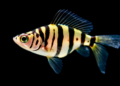 Zebrafish Offer a Transparent Window Into Human Pigmentation Disorders