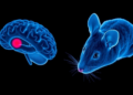 Ultrasound and Light Guide Gene Editing to Selected Sites in Mouse Brains