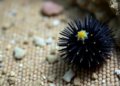 Sea urchins could anchor Bangladesh's marine bioeconomy, review finds