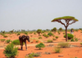 AI could give the Horn of Africa early warning against climate-driven outbreaks