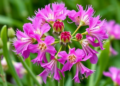 Molecular Markers Untangle Dianthus Family Tree to Guide Heat-Tolerant Carnation Breeding