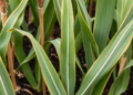 Cellulose-Wicked Biochar Boosts Maize Growth and Yield Under Drought Stress
