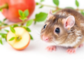 Garden Cress Seed and Custard Apple Leaf Extracts Lower Blood Sugar in Diabetic Rats