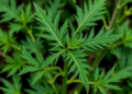Stinging Nettle Emerges as a Promising but Underutilized Resource for Sustainable Food Systems