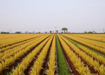 Cover Crops Shield Brazilian Farms From Droughts and Floods While Lifting Yields