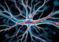 Beyond the vagus nerve: the push for electrodes small enough to reach tiny peripheral nerves
