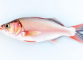 New qPCR Test Detects Streptococcus dysgalactiae in Farmed Fish