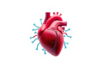 CaMKII Emerges as Central Molecular Hub Driving the Ageing Heart