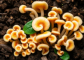 The Hidden Fungal Networks That Feed the World's Plants and Hold Soils Together