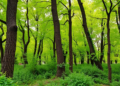 Rethinking common gardens for forest tree species in the face of climate change