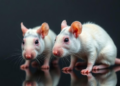 Collagenase Doses Tested in Rats Define Safety Window for Porcine Collagen Fillers