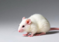 Nitazoxanide Delivered in Chitosan Nanoparticles Cuts Oocyst Burden in Mice with Cryptosporidiosis