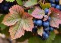 Entropy-Based AI Model Reads Grapevine Leaf Images to Track Multi-Stress Responses