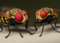 Heat Stress Breaks Species Barriers: Fruit Flies Borrow Genes to Survive Warming