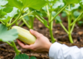 Plant Shape, Not Robot Skill, Limits Cucumber Harvesting Success