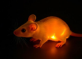 Self-Fueling Hydrogel Heals MRSA-Infected Diabetic Wounds in Mice