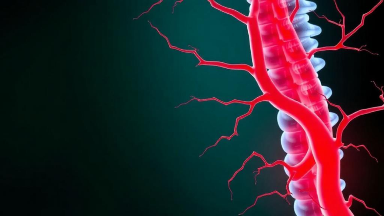 Blood fat indices linked to early artery damage in spondyloarthritis patients