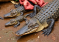 Dwarf crocodiles flow through Niger Delta bushmeat markets in worrying numbers