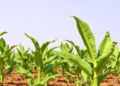 Trichoderma Fungus Cuts Banana Wilt Damage and Boosts Yields in Lebanon Field Trials