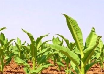 Trichoderma Fungus Cuts Banana Wilt Damage and Boosts Yields in Lebanon Field Trials