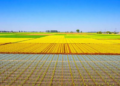 Mapping China's Cropland: Where Resting Fields Could Heal Land Without Cutting Harvests