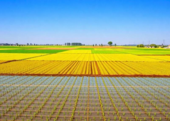 Mapping China's Cropland: Where Resting Fields Could Heal Land Without Cutting Harvests