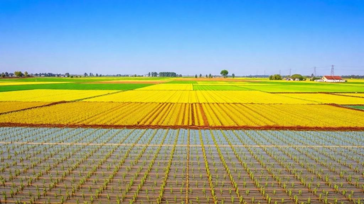 Mapping China's Cropland: Where Resting Fields Could Heal Land Without Cutting Harvests