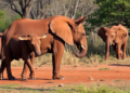Diet Shapes the Gut Microbes of Kruger's Wild Mammals, Study Finds