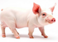 Low-Dose Iohexol Infusion Tracks Kidney Filtration in Pigs