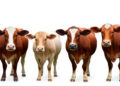 Quadruplex PCR Test Rapidly Identifies Four Pathogenic Clostridium Species in Cattle
