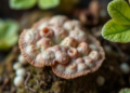 Endophytic fungus Cyanodermella asteris found producing plant hormone jasmonic acid