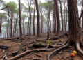 Recurrent fires reshape soil fungal lineages in fire-adapted Mediterranean pine forests