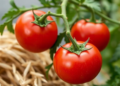 Rice Husk Waste Turned Into Chitosan Films That Shield Cherry Tomatoes