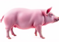 Scientists Map Regulatory DNA Behind Pig Body Size and Sharpen Genomic Prediction