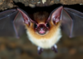 Ancient DNA From Cave-Dwelling Spotted Bats Reveals a Century of Population Change