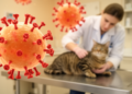 Newly isolated feline coronavirus strain AH2023 proves lethal in cats