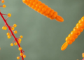 Frankincense Meets Probiotics: A One-Two Punch Against Cryptosporidiosis