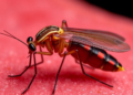 Sickle Cell Trait May Supercharge Malaria Parasite Transformation Into Transmissible Forms