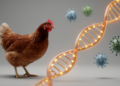 Chicken Genome Study Pinpoints Variants Shaping Antibody Responses to Two Major Poultry Viruses