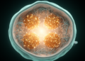 Phosphorylated RNA-binding protein drives nuclear speckle assembly in mouse embryos