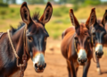 Malawi's Neglected Donkeys Face Inbreeding Crisis as Farmers Lack Training and Markets