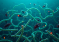 Microbes, not just warmth, may drain oxygen from a warming Celtic Sea