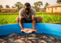 Native gut bacteria boost Nile tilapia growth in Ivory Coast feeding trial