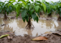 Tea Plants Under Flood Stress: Hypoxia Signals and Metabolic Trade-offs Revealed