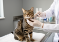Long-Acting GLP-1/GIP Dual Agonist Shows Weekly Dosing Potential in Healthy Cats