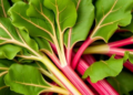 Climate Change Could Squeeze Out Himalayan Rhubarb, Study Warns